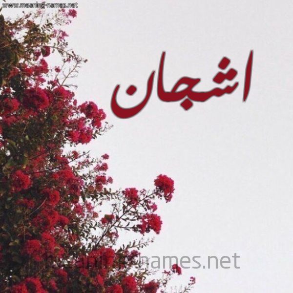 شكل 18 صوره الورد الأحمر للإسم بخط رقعة صورة اسم اشجان Ashgan