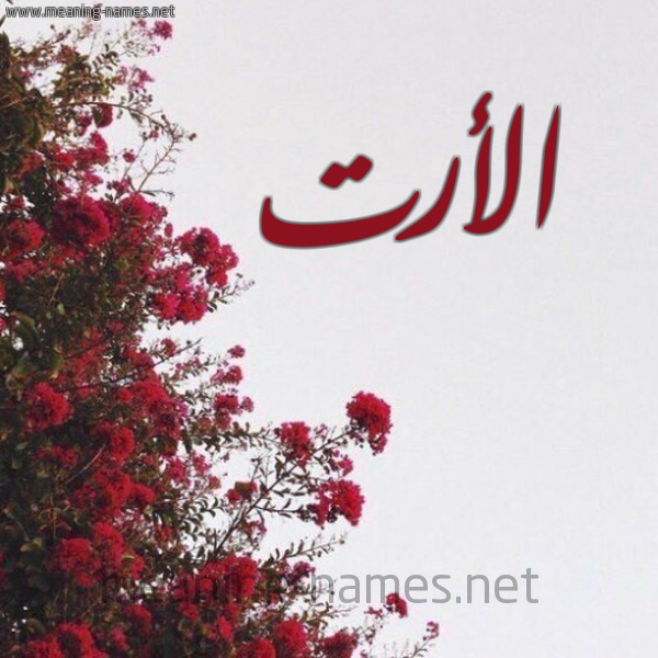 شكل 18 صوره الورد الأحمر للإسم بخط رقعة صورة اسم الأرت Al-Art