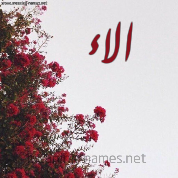 شكل 18 صوره الورد الأحمر للإسم بخط رقعة صورة اسم الاء Alaa