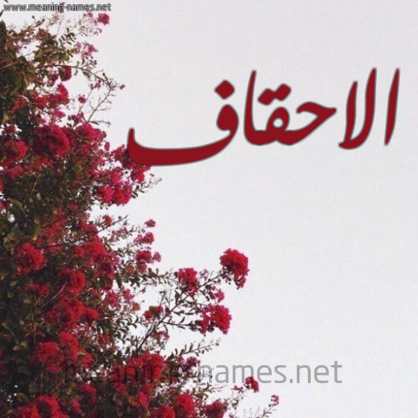 شكل 18 صوره الورد الأحمر للإسم بخط رقعة صورة اسم الاحقاف ALAHQAF