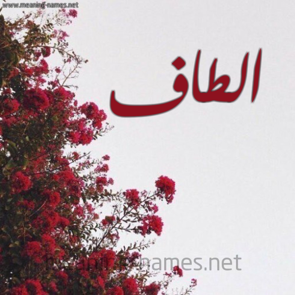 شكل 18 صوره الورد الأحمر للإسم بخط رقعة صورة اسم الطاف Altaf