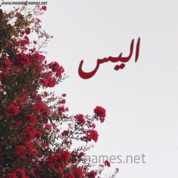 شكل 18 صوره الورد الأحمر للإسم بخط رقعة صورة اسم اليس ALIS