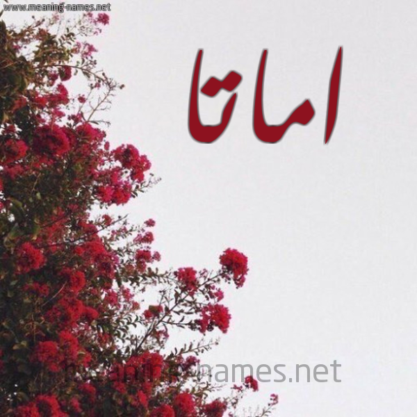 شكل 18 صوره الورد الأحمر للإسم بخط رقعة صورة اسم اماتا amatta