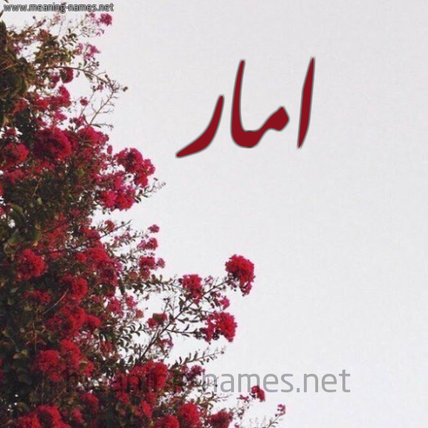 شكل 18 صوره الورد الأحمر للإسم بخط رقعة صورة اسم امار Amar
