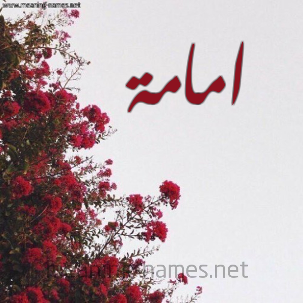 شكل 18 صوره الورد الأحمر للإسم بخط رقعة صورة اسم امامة AMAMH