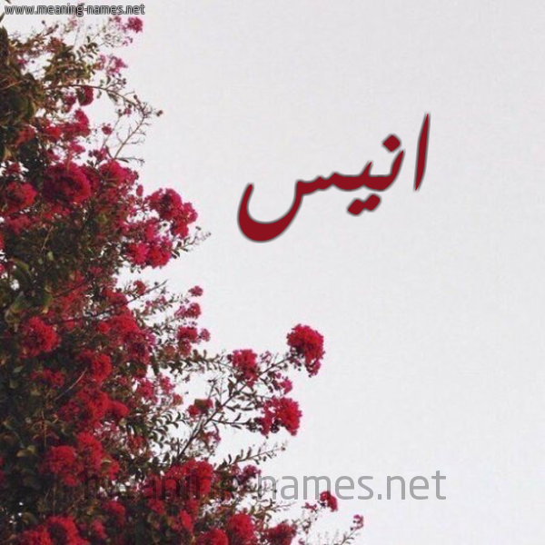 شكل 18 صوره الورد الأحمر للإسم بخط رقعة صورة اسم انيس Anees