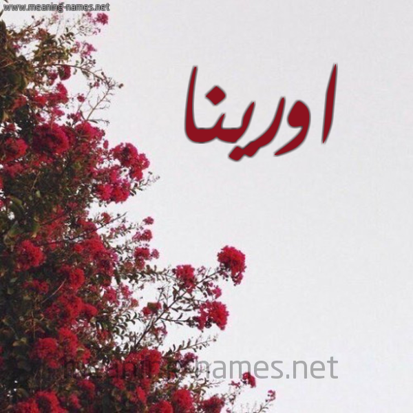 شكل 18 صوره الورد الأحمر للإسم بخط رقعة صورة اسم اورينا orinna
