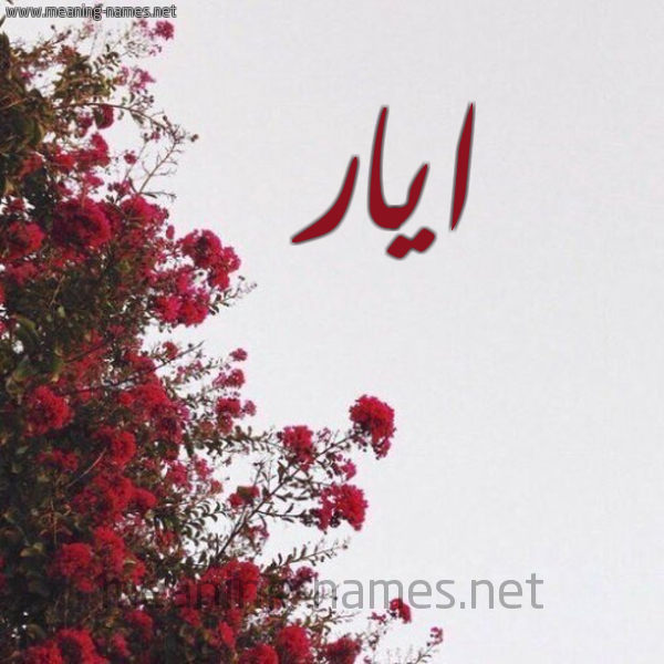 شكل 18 صوره الورد الأحمر للإسم بخط رقعة صورة اسم ايار ayar