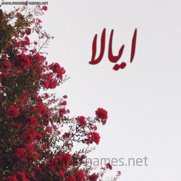شكل 18 صوره الورد الأحمر للإسم بخط رقعة صورة اسم ايالا ayalla