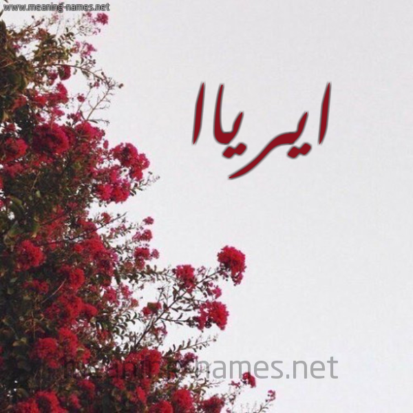 شكل 18 صوره الورد الأحمر للإسم بخط رقعة صورة اسم ايرياا ayrya
