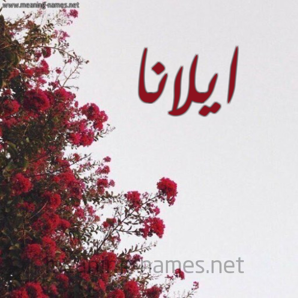شكل 18 صوره الورد الأحمر للإسم بخط رقعة صورة اسم ايلانا aylana