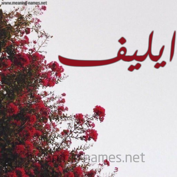 شكل 18 صوره الورد الأحمر للإسم بخط رقعة صورة اسم ايليف Elief