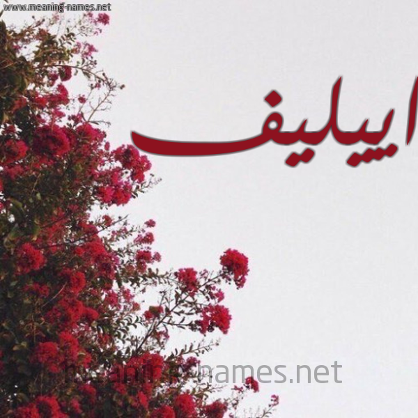شكل 18 صوره الورد الأحمر للإسم بخط رقعة صورة اسم اييليف Elif