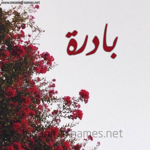 شكل 18 صوره الورد الأحمر للإسم بخط رقعة صورة اسم بادرة Badrh