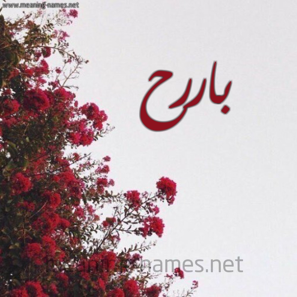 شكل 18 صوره الورد الأحمر للإسم بخط رقعة صورة اسم باررح Bareh