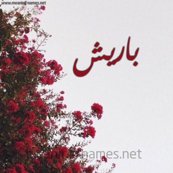 شكل 18 صوره الورد الأحمر للإسم بخط رقعة صورة اسم باريش Baresh