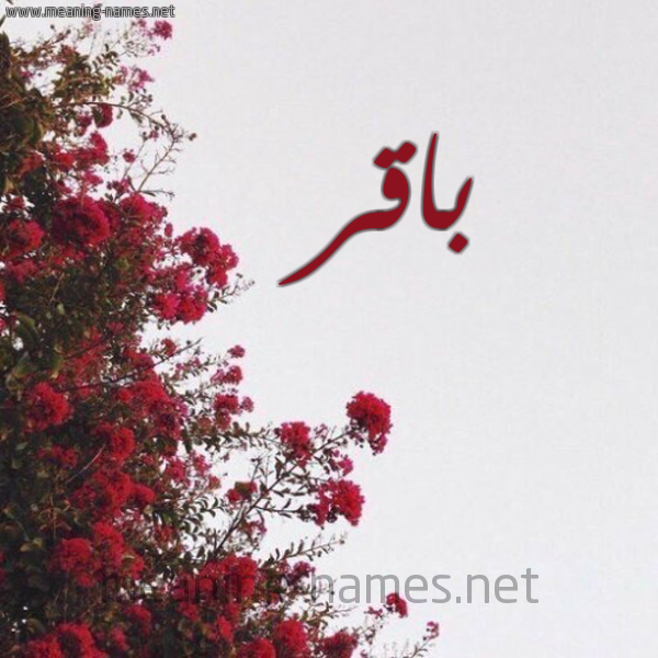 شكل 18 صوره الورد الأحمر للإسم بخط رقعة صورة اسم باقر Baqr