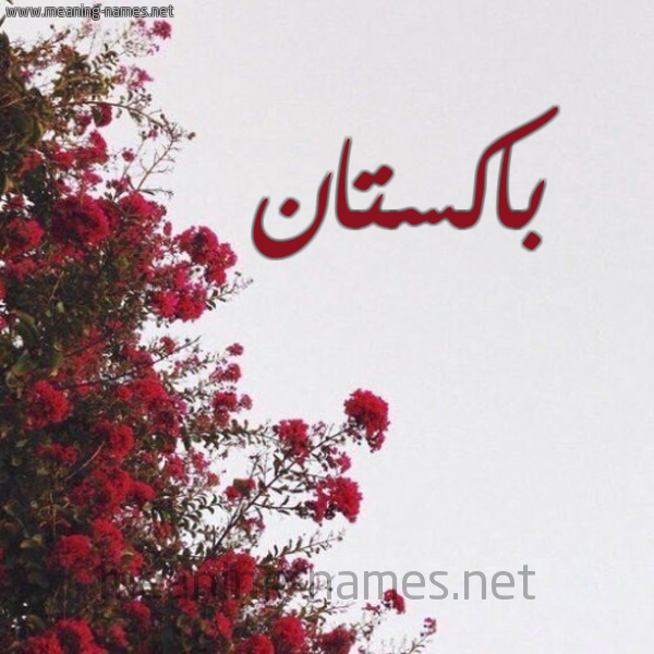 شكل 18 صوره الورد الأحمر للإسم بخط رقعة صورة اسم باكستان BAKSTAN