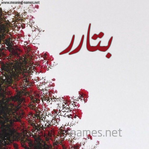 شكل 18 صوره الورد الأحمر للإسم بخط رقعة صورة اسم بتارر Bitar
