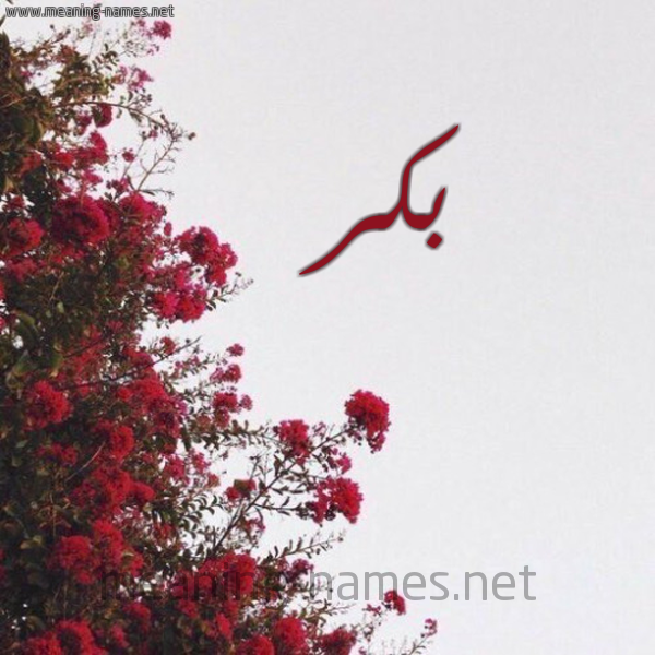 شكل 18 صوره الورد الأحمر للإسم بخط رقعة صورة اسم بكر Bkr