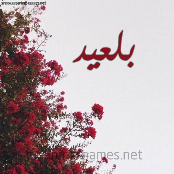 شكل 18 صوره الورد الأحمر للإسم بخط رقعة صورة اسم بلعيد BELAID