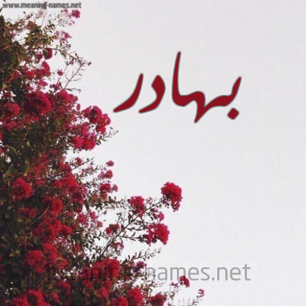 شكل 18 صوره الورد الأحمر للإسم بخط رقعة صورة اسم بهادر Bhadr