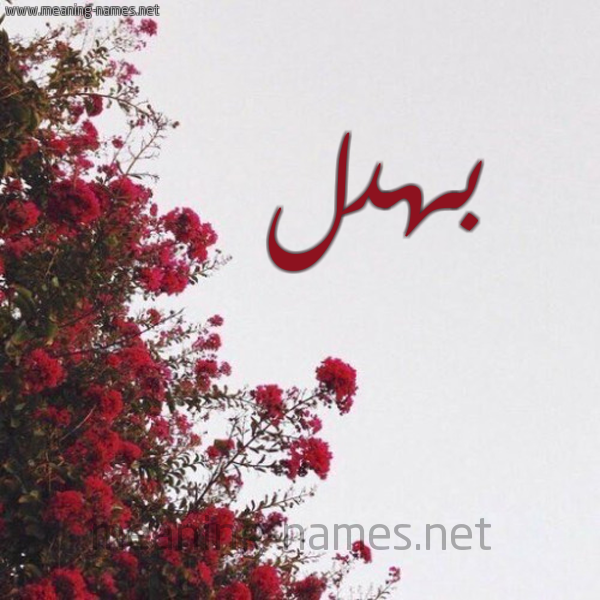 شكل 18 صوره الورد الأحمر للإسم بخط رقعة صورة اسم بهدل Bhdl