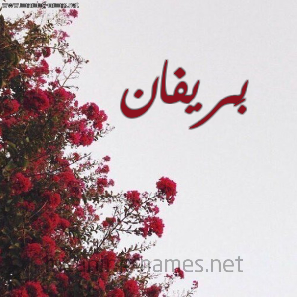 شكل 18 صوره الورد الأحمر للإسم بخط رقعة صورة اسم بَريفان BARIFAN