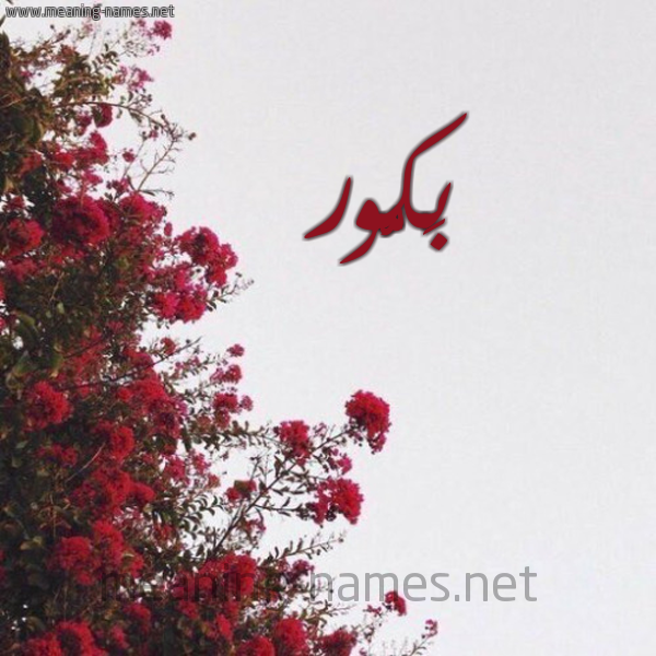 شكل 18 صوره الورد الأحمر للإسم بخط رقعة صورة اسم بَكُّور BAKOOR