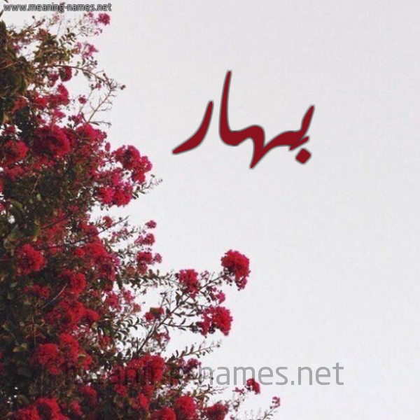 شكل 18 صوره الورد الأحمر للإسم بخط رقعة صورة اسم بَهار BAHAR
