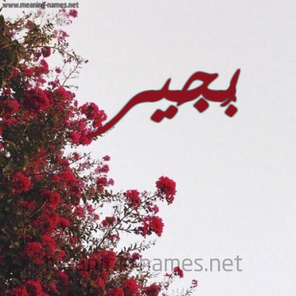 شكل 18 صوره الورد الأحمر للإسم بخط رقعة صورة اسم بُجَير Bogair