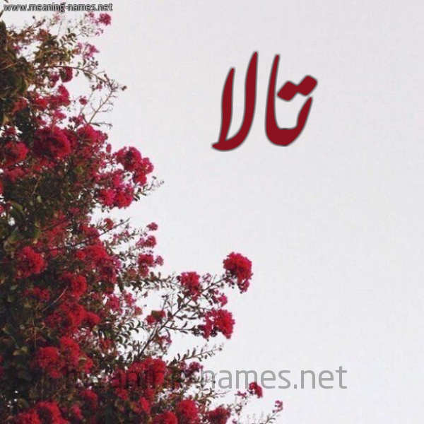 شكل 18 صوره الورد الأحمر للإسم بخط رقعة صورة اسم تالا Tala