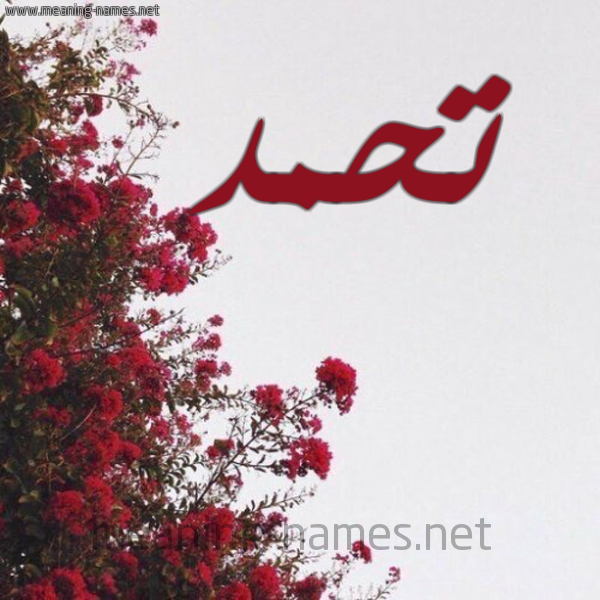 شكل 18 صوره الورد الأحمر للإسم بخط رقعة صورة اسم تحمد Thmd