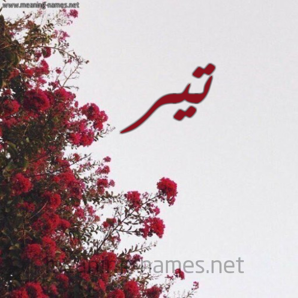 شكل 18 صوره الورد الأحمر للإسم بخط رقعة صورة اسم تير TIR