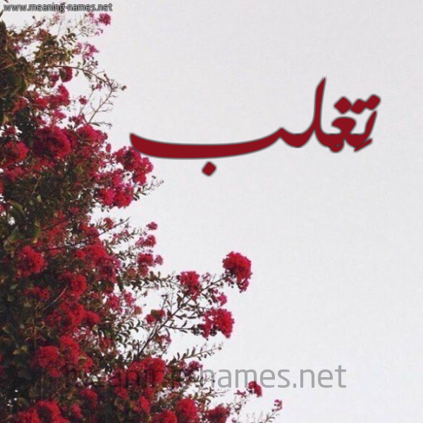 شكل 18 صوره الورد الأحمر للإسم بخط رقعة صورة اسم تَغْلب TAGHLB