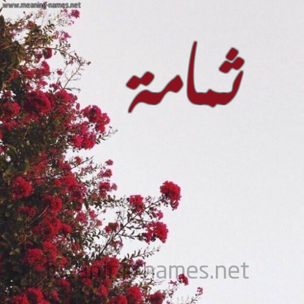 شكل 18 صوره الورد الأحمر للإسم بخط رقعة صورة اسم ثمامة Thmamh