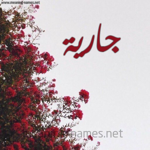 شكل 18 صوره الورد الأحمر للإسم بخط رقعة صورة اسم جارية Jaryh