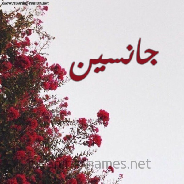 شكل 18 صوره الورد الأحمر للإسم بخط رقعة صورة اسم جانسين Jansen