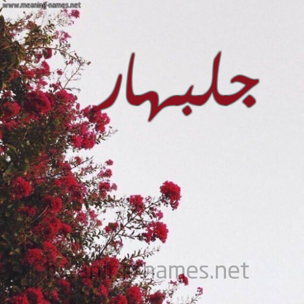 شكل 18 صوره الورد الأحمر للإسم بخط رقعة صورة اسم جلبهار GLBHAR
