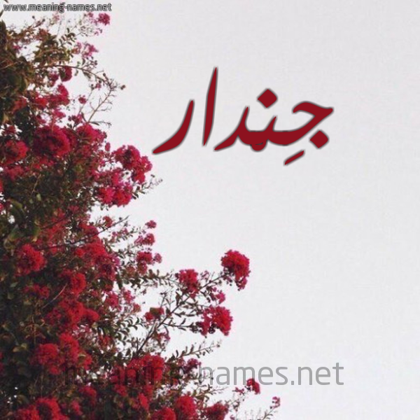 شكل 18 صوره الورد الأحمر للإسم بخط رقعة صورة اسم جِنْدار Gendar