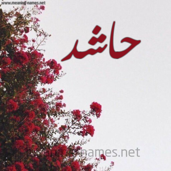 شكل 18 صوره الورد الأحمر للإسم بخط رقعة صورة اسم حاشد HASHD
