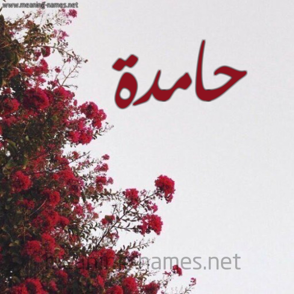شكل 18 صوره الورد الأحمر للإسم بخط رقعة صورة اسم حامدة HAMDH