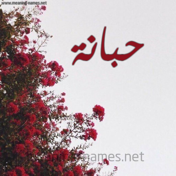 شكل 18 صوره الورد الأحمر للإسم بخط رقعة صورة اسم حبانة HBANH