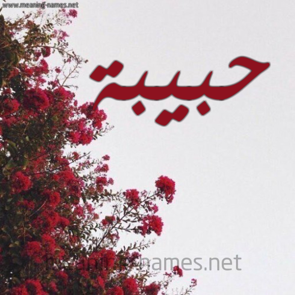 شكل 18 صوره الورد الأحمر للإسم بخط رقعة صورة اسم حبيبة Hbiba