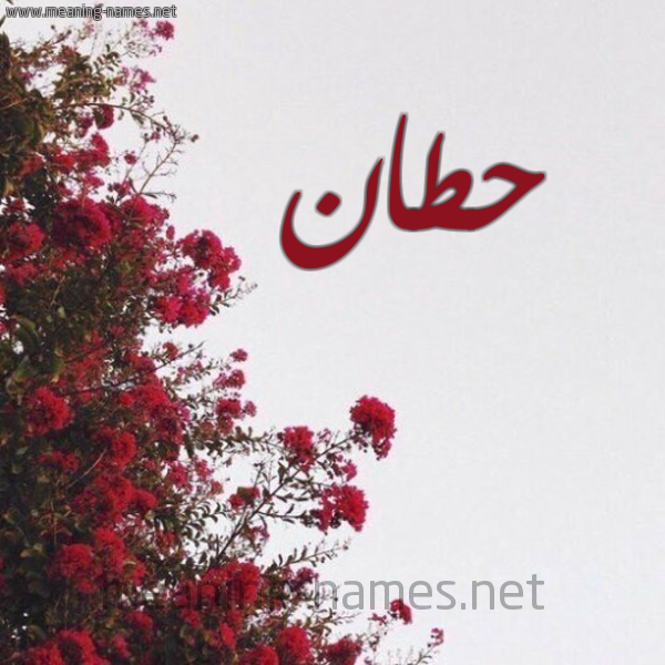 شكل 18 صوره الورد الأحمر للإسم بخط رقعة صورة اسم حطان HTAN