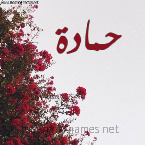 شكل 18 صوره الورد الأحمر للإسم بخط رقعة صورة اسم حمادة Hamada