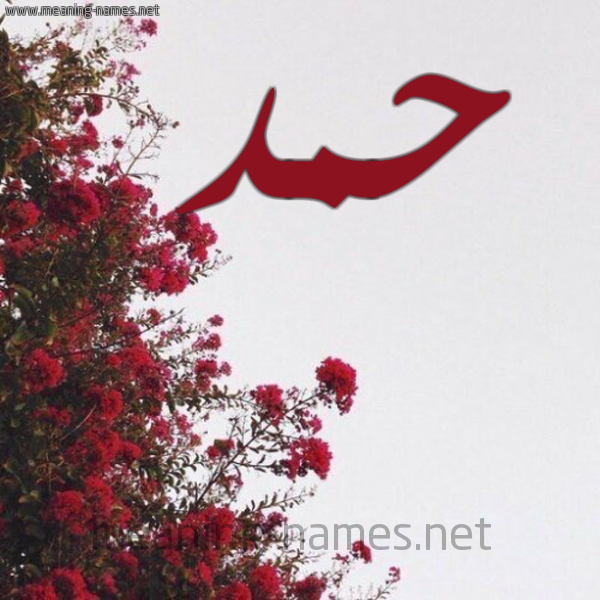 شكل 18 صوره الورد الأحمر للإسم بخط رقعة صورة اسم حمد HMD