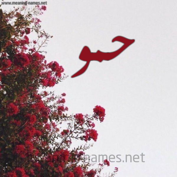 شكل 18 صوره الورد الأحمر للإسم بخط رقعة صورة اسم حمو Hammou