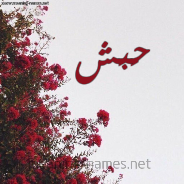 شكل 18 صوره الورد الأحمر للإسم بخط رقعة صورة اسم حَبَش HABASH