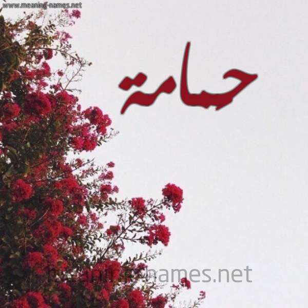 شكل 18 صوره الورد الأحمر للإسم بخط رقعة صورة اسم حَمامة HAMAMH